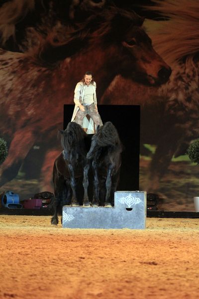 Pferde2011   242.jpg